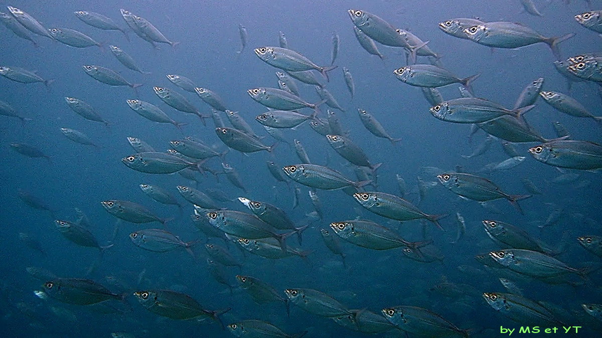 Vignette vidéo Selar boops