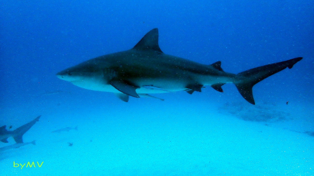 Vidéo :Le requin-bouledogue (Carcharhinus leucas)