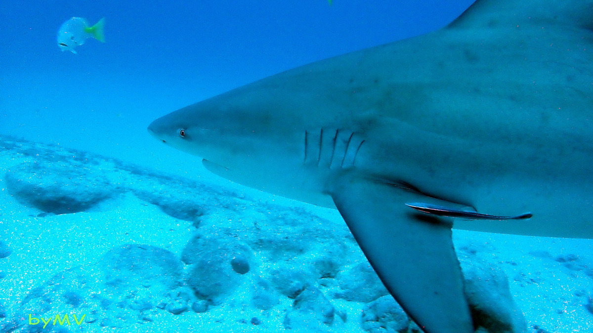 Vidéo :Le requin-bouledogue (Carcharhinus leucas)