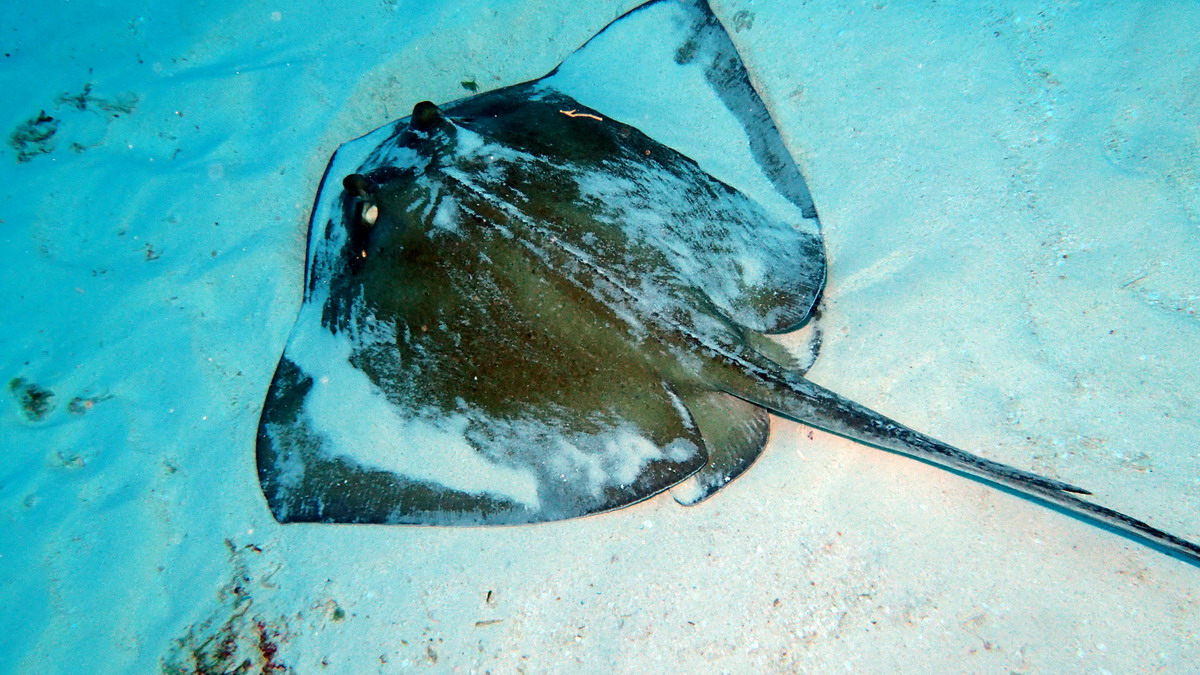 Vidéo :Hypanus americanus - Pastenague américaine