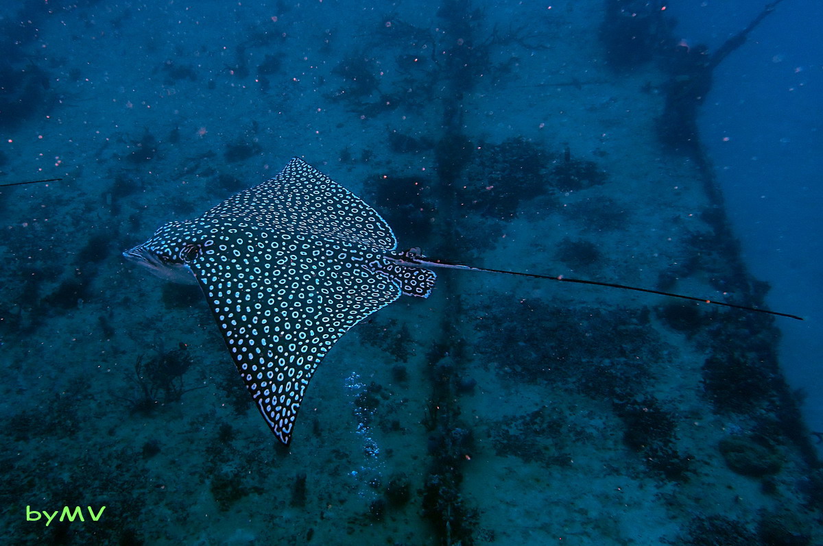Vidéo : raie aigle ocellée Aetobatus ocellatus