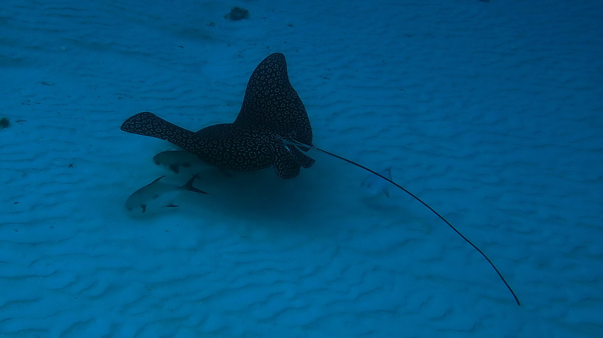Vidéo : raie aigle ocellée Aetobatus ocellatus