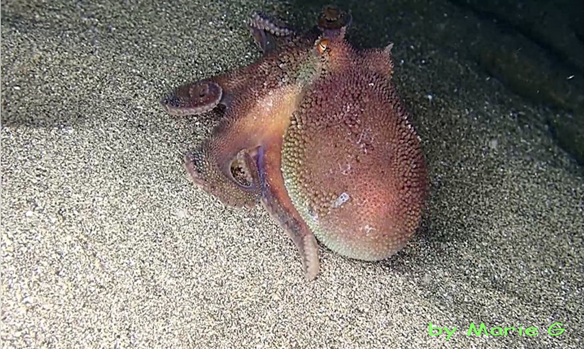 Vignette vidéo : Pieuvre Brown Striped Lanzarote