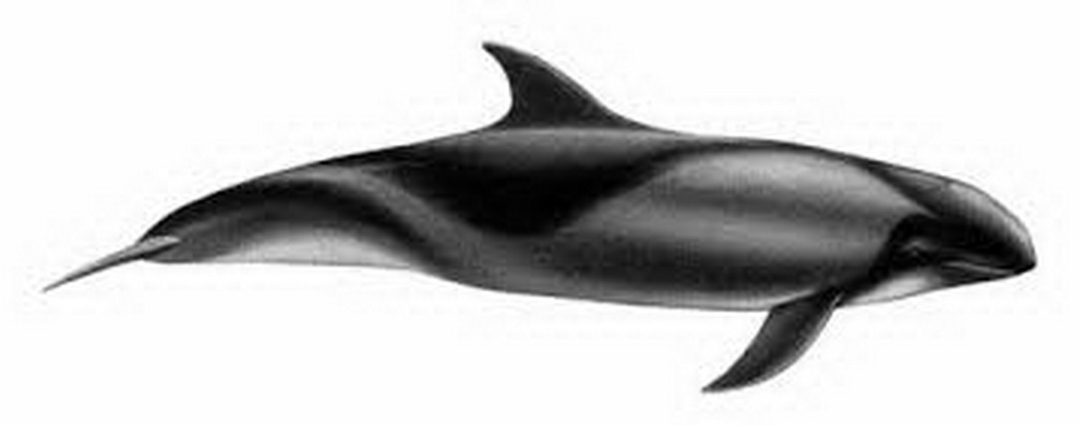 Video dauphin