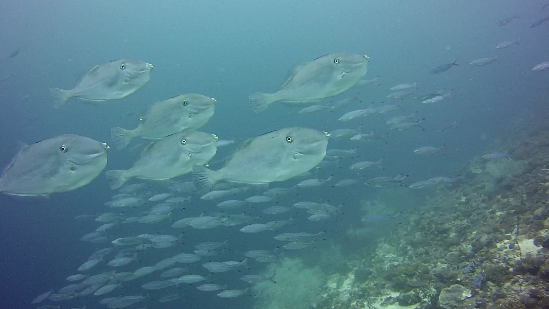 Bourse licorne Philippines vidéo