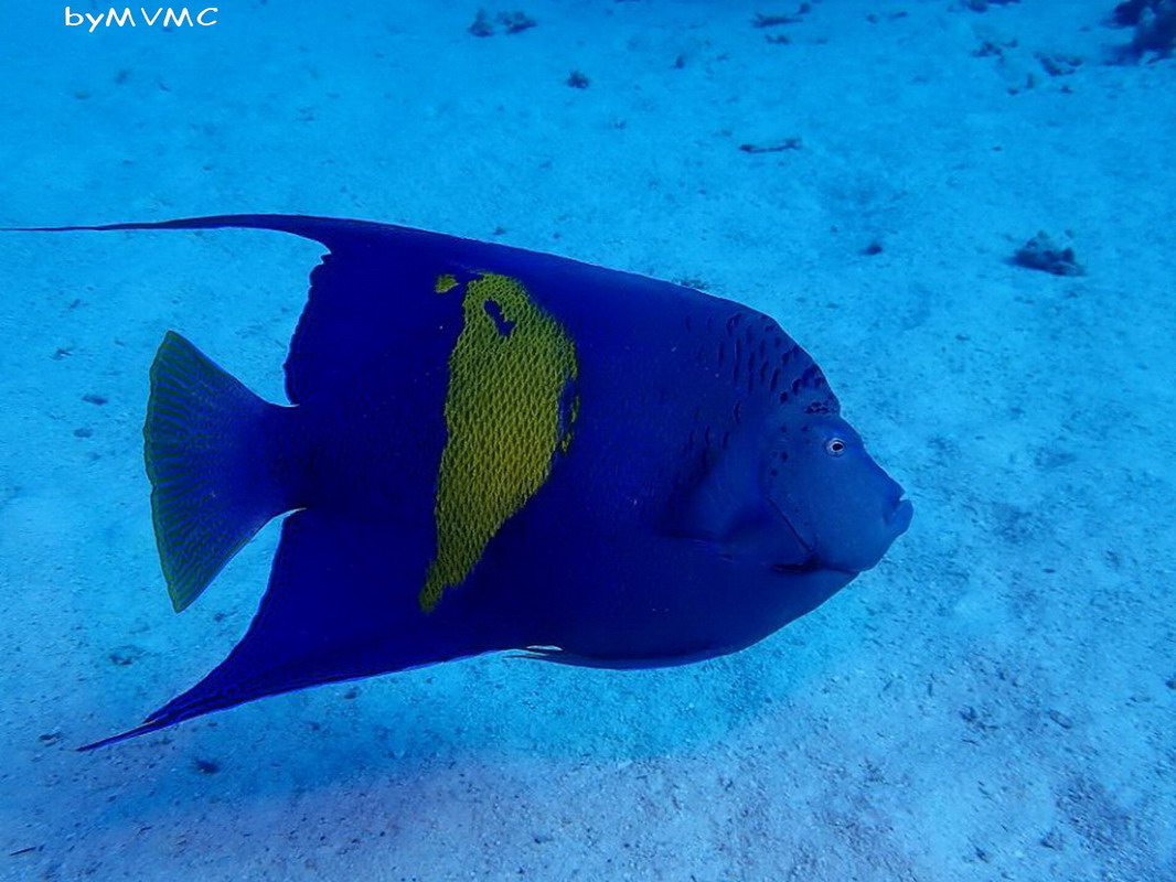 Pomacanthus maculosus mer rouge
