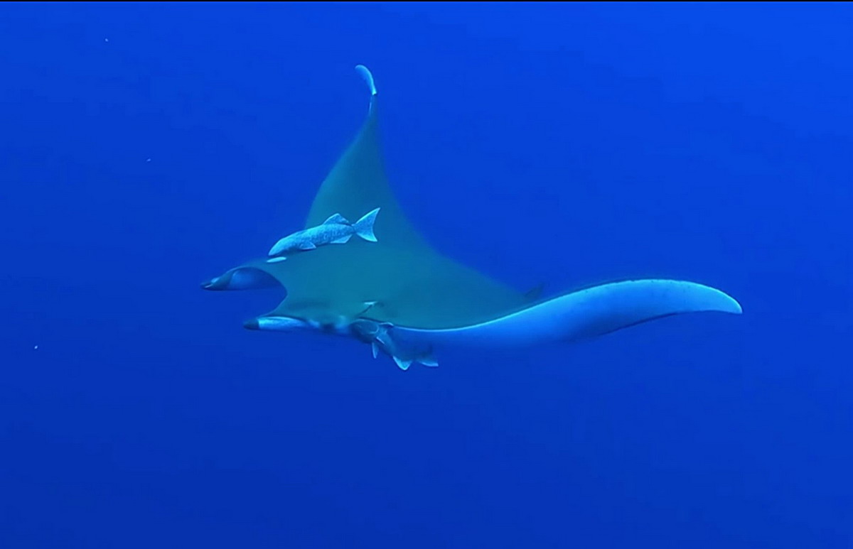 Video Mobula tarapacana atalantique