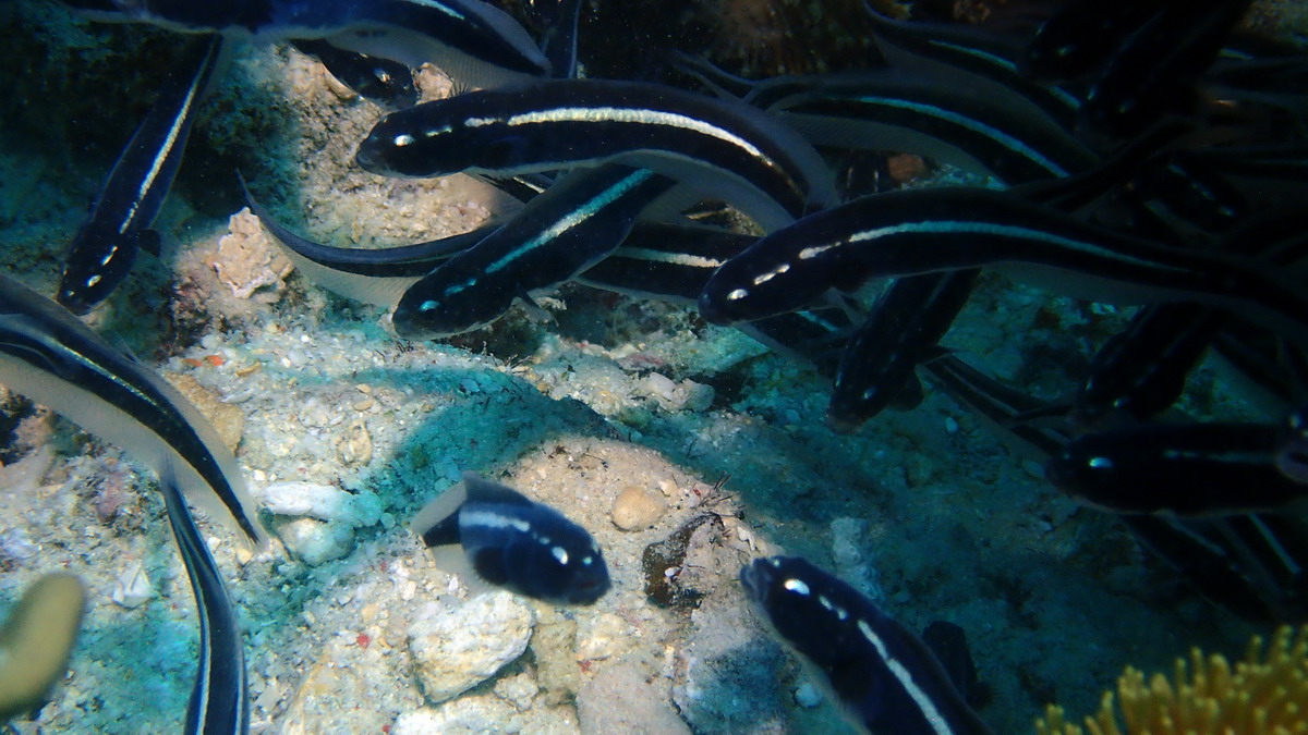 Vidéo : Engineer Goby