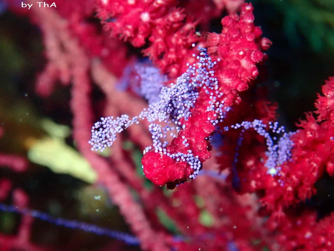 Vidéo gorgone rouge reproduction Med (miniature)